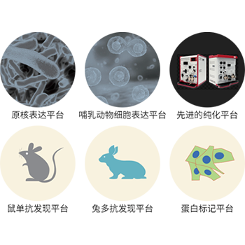 领先的技术平台